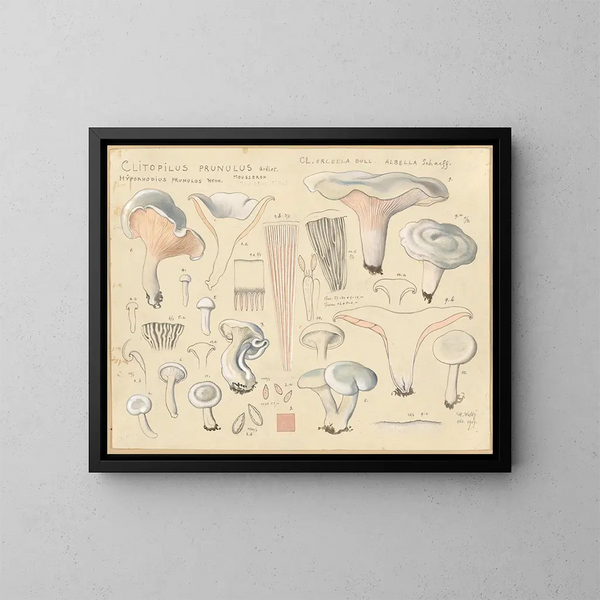 Clitopile prunule - Hans Baldung — framed artwork on a wall