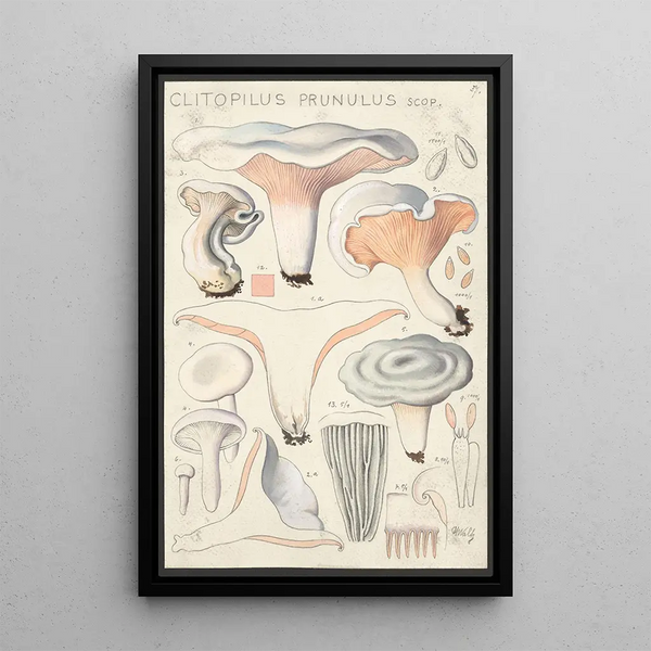 Clitopilus prunulus Scop - Hans Baldung — framed artwork on a wall