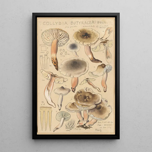 Collybie beurrée - Hans Baldung — framed artwork on a wall
