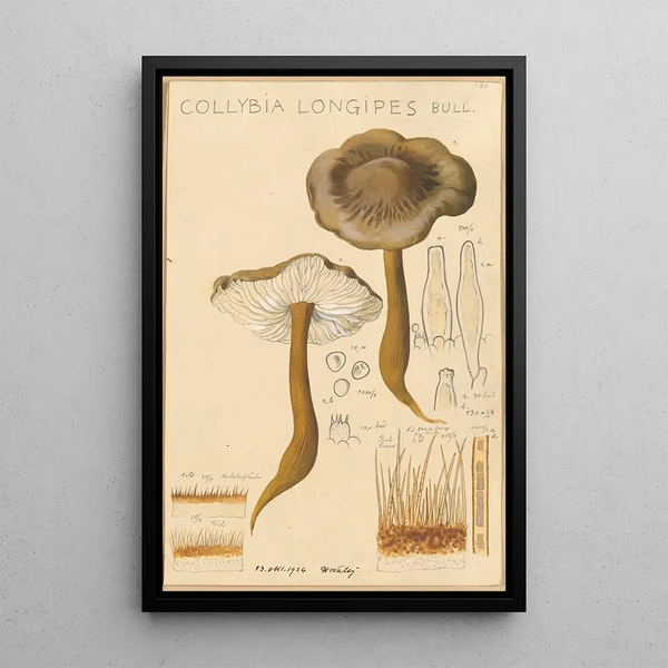 Collybie à long pied - Hans Baldung — framed artwork on a wall