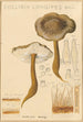 Collybie à long pied - Hans Baldung — artwork view