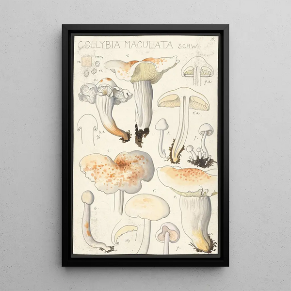 Collybie maculée Schw - Hans Baldung — framed artwork on a wall