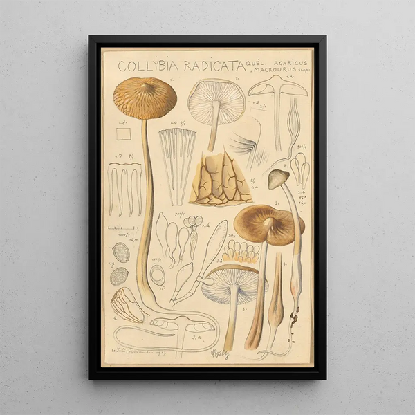 Collybie radicante - Hans Baldung — framed artwork on a wall