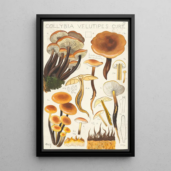 Collybie veloutée Curt - Hans Baldung — framed artwork on a wall