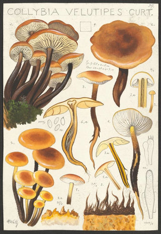 Hans Walty - Collybia velutipes Curt.webp