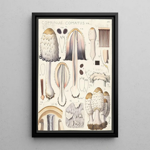 Coprin chevelu Fr - Hans Baldung — framed artwork on a wall