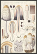 Coprin chevelu Fr - Hans Baldung — artwork view