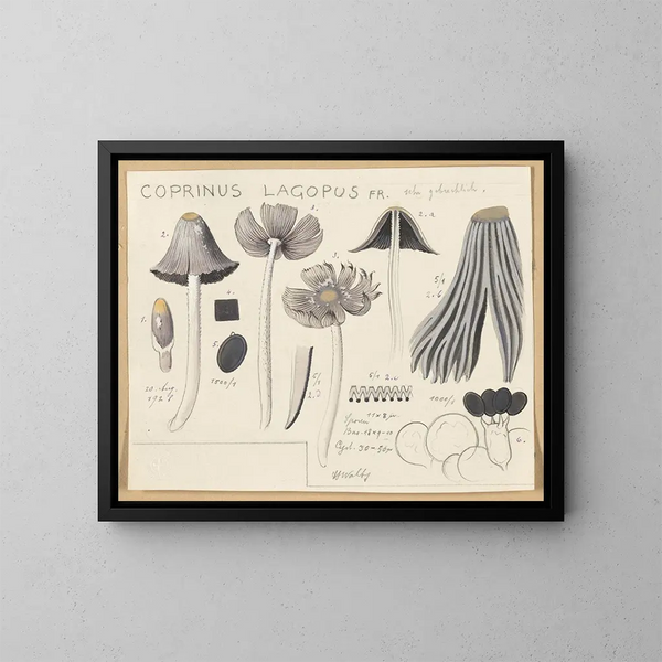 Coprinus lagopus - Hans Baldung — framed artwork on a wall