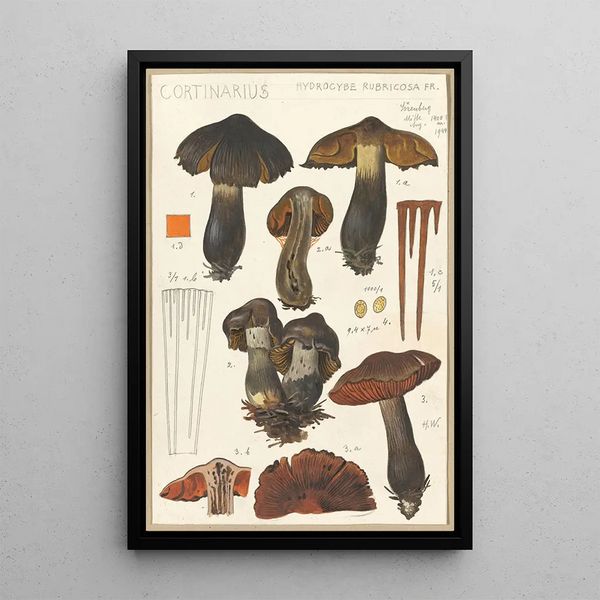 Cortinaire - Hans Baldung — framed artwork on a wall