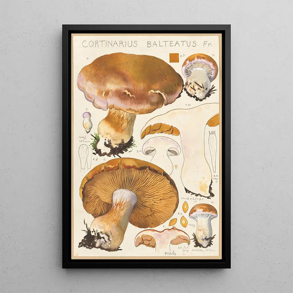 Cortinaire ceinturé Fr - Hans Baldung — framed artwork on a wall