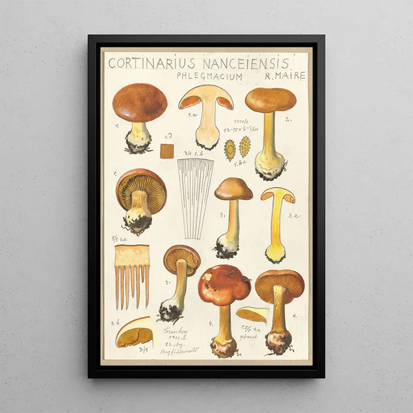 Cortinaire de Nancy - Hans Baldung — framed artwork on a wall