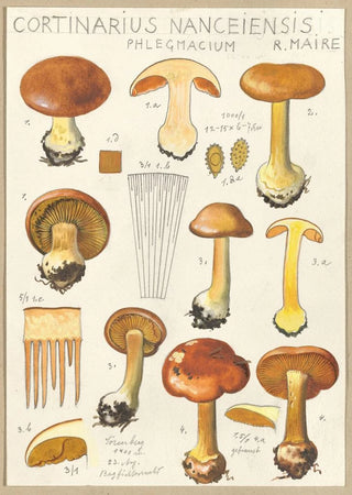 Hans Walty - Cortinarius Nanceiensis.webp