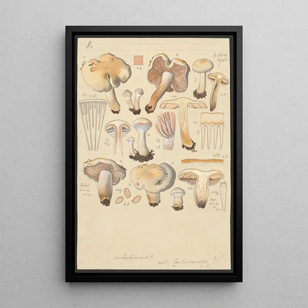 Cortinaire aigu Painting - Hans Baldung — framed artwork on a wall