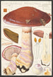 Cortinaire remarquable Cordier Saccardo - Hans Baldung — artwork view