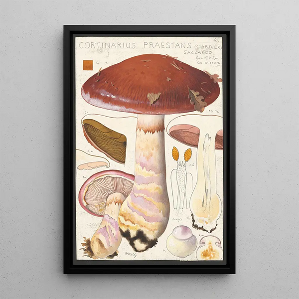 Cortinaire remarquable Cordier Saccardo - Hans Baldung — framed artwork on a wall