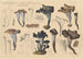 Craterellus cornucopioides Fr Pers - Hans Baldung — artwork view