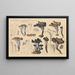Craterellus cornucopioides Fr Pers - Hans Baldung — framed artwork on a wall