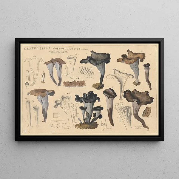 Craterellus cornucopioides Fr Pers - Hans Baldung — framed artwork on a wall