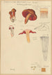 Dermocybe anthracina Fr - Hans Baldung — artwork view