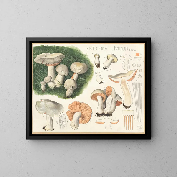 Entolome livide - Hans Baldung — framed artwork on a wall