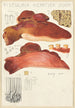 Hepatic Fistuline Painting - Hans Baldung — artwork view