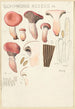 Gomphide rose - Hans Baldung — artwork view