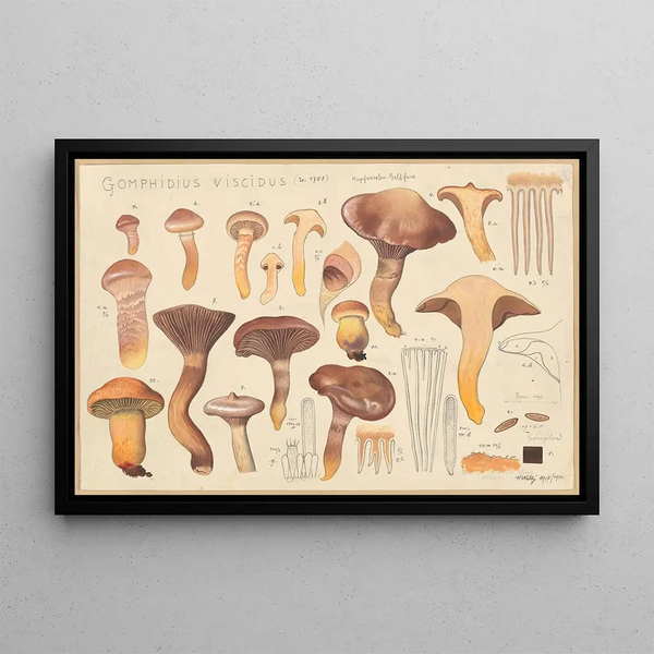 Gomphidius viscidus L 1758 - Hans Baldung — framed artwork on a wall