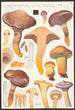 Gomphide visqueux L Fr - Hans Baldung — artwork view