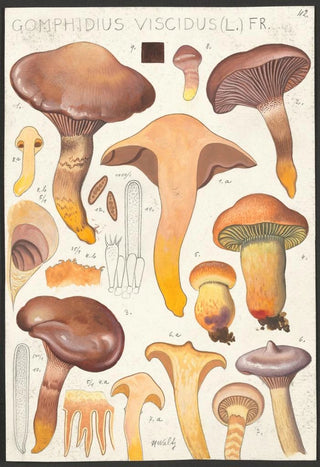 Hans Walty - Gomphidius viscidus L Fr.webp