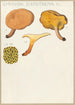 Gyrodon sistotrema Fr - Hans Baldung — artwork view