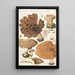 Hydne embedded Linn - Hans Baldung — framed artwork on a wall