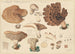 Hydnum imbricatus L - Hans Baldung — artwork view