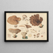 Hydnum imbricatus L - Hans Baldung — framed artwork on a wall
