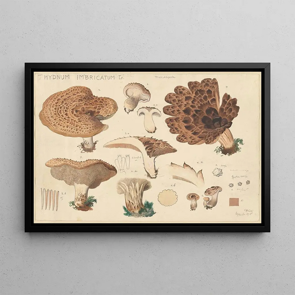 Hydnum imbricatus L - Hans Baldung — framed artwork on a wall
