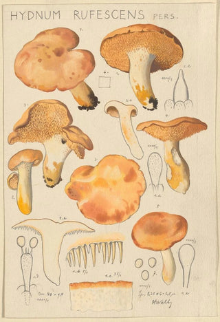 Hans Walty - Hydnum rufescens.webp