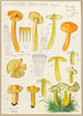Hygrocybe obrussea Fries - Hans Baldung — artwork view