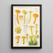 Hygrocybe obrussea Fries - Hans Baldung — framed artwork on a wall