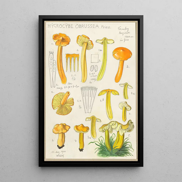 Hygrocybe obrussea Fries - Hans Baldung — framed artwork on a wall