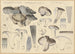 Hygrophorus marzuolus Fr - Hans Baldung — artwork view