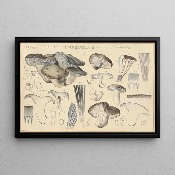 Hygrophorus marzuolus Fr - Hans Baldung — framed artwork on a wall