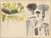 Hygrophore psittacine Hygrophore caprin - Hans Baldung — artwork view