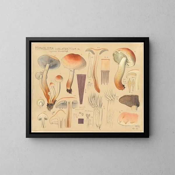 Hypholoma sublateritium - Hans Baldung — framed artwork on a wall