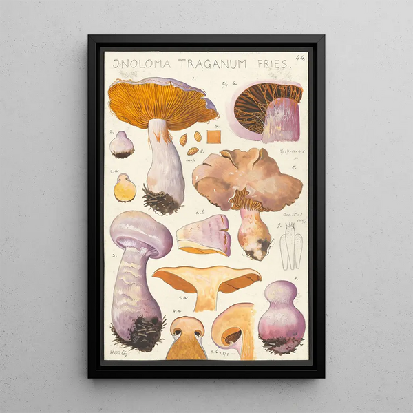 Inoloma traganum Fries - Hans Baldung — framed artwork on a wall
