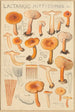 Lactaire camphré Lactaire doux - Hans Baldung — artwork view