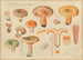 Lactarius deliciosus L - Hans Baldung — artwork view