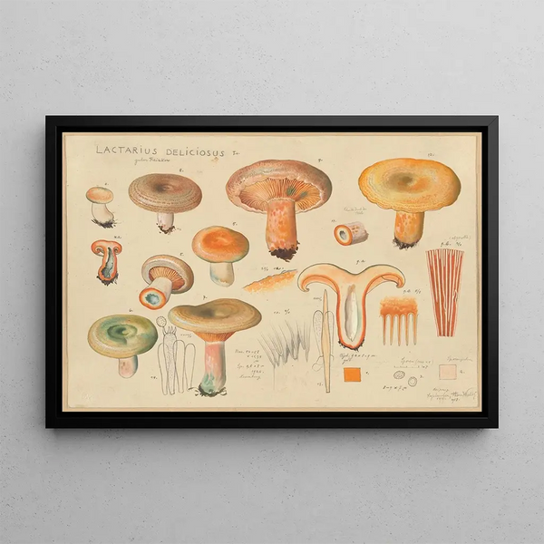 Lactarius deliciosus L - Hans Baldung — framed artwork on a wall