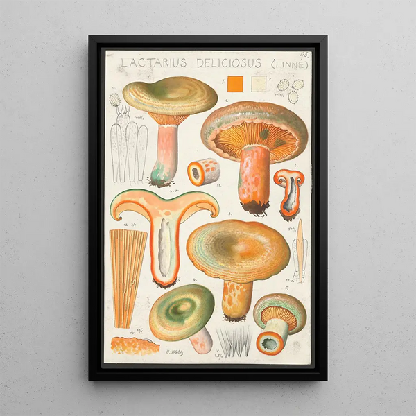 Lactaire délicieux Linn - Hans Baldung — framed artwork on a wall