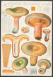 Lactaire délicieux Linn - Hans Baldung — artwork view