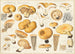 Lactarius insulsus Fr. - Hans Baldung — artwork view