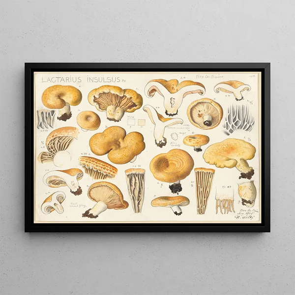 Lactarius insulsus Fr. - Hans Baldung — framed artwork on a wall
